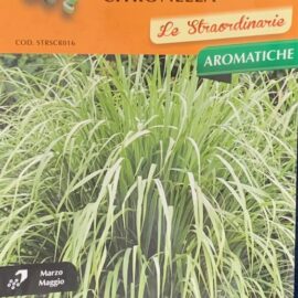 CITRONELLA - Lemon grass - pianta perenne